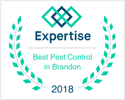 Best Pest Control in Brandon
